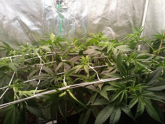 IMG_20221114_174043_4