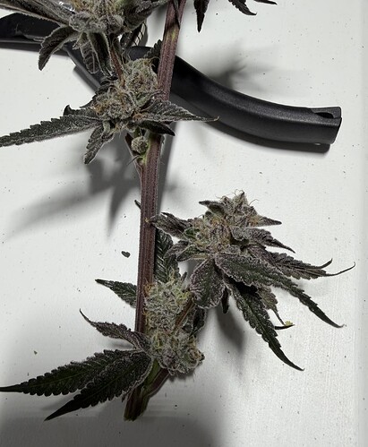 28 - Gas-O-Cane R2 - Harvest Day 'Purple-Black Pheno' @ Day 63 - 11-08-2025