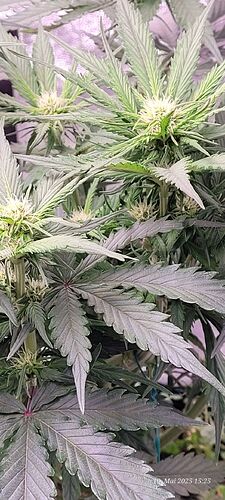 Tag 41 Haze 1 am 10.5.25