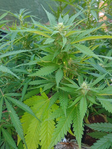 IMG_20250927_171832833