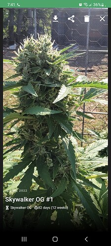 Screenshot_20220724-194135_Jane