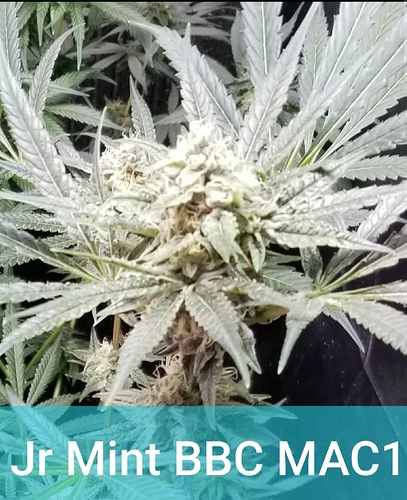 JrMintBBC