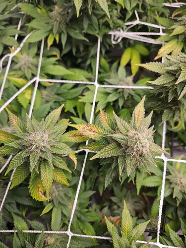 16992881080873905446459426595323