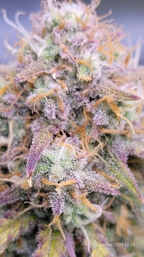 Tag 76 B.G. 2 Blüte Tag 51 am 25.1.26