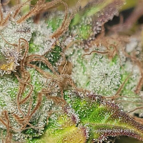 Tag 129 das letzte Bild mit Blitzlicht vor der Ernte