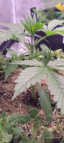 Tag 23 Gelato