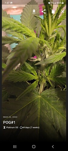 Screenshot_20220322-194745_Jane