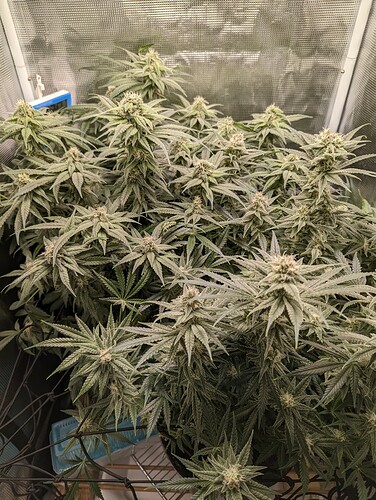 PXL_20230208_112714947