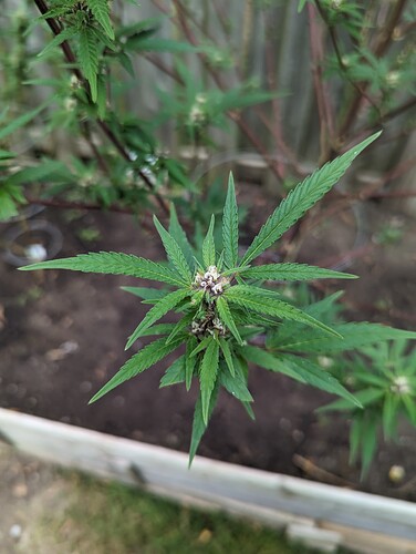 Lemon haze
