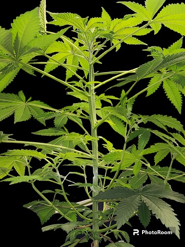 PhotoRoom-20230605_132401