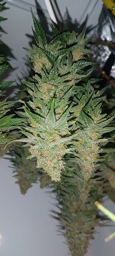 IMG_20240701_074414