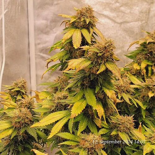 Tag 123 Blütetag 62 am 12.9.24