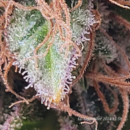 Tag 124 neunte Blüte Woche voll 13.9.24