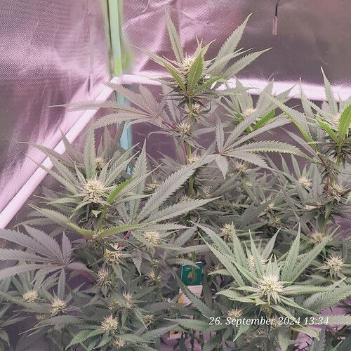 Tag 68 Klon 1 durch das Folienfenster geknipst 26.9.24