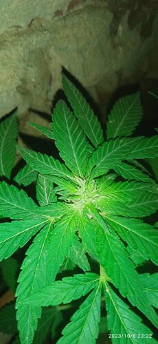 IMG_20231008_232246_1