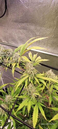 Tag 98 Lockdown Kush Klon 1.3.25