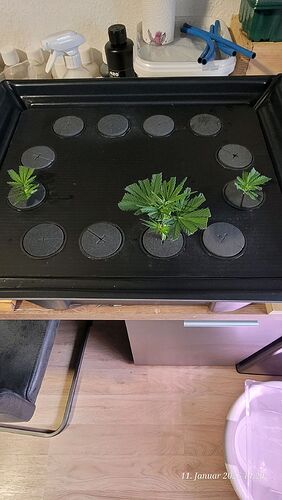 Tag 10 Reinigen , befüllen und beheizt muss die Haube wieder drauf