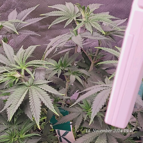 Tag 43 Nr 3, am 14.11.24