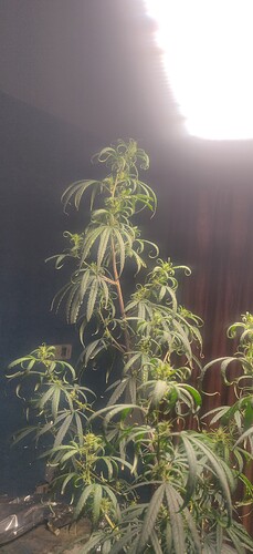 17129229535495039587117384724216