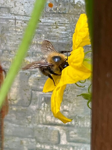 Bee (9)