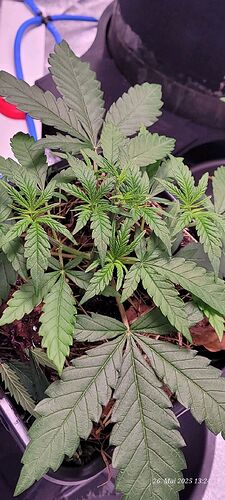 Tag 33 Congo 1 in der zweiten Wachstum Woche 26.5.25