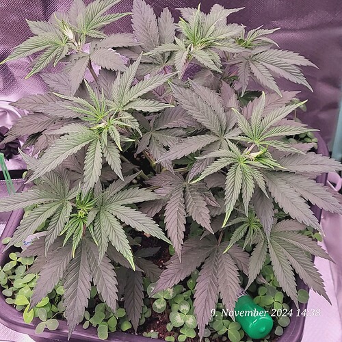 Tag 38 Nr 3, Wachstum Tag 20