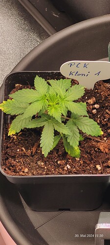 Tag 17 Klon 1 Wachstum Tag 3 am 30.5.24