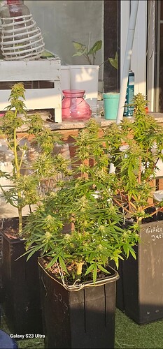 Screenshot_20250521_194802_Gallery