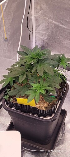 Tag 34 Cookie 1 am 15.5.24 zweite Wachstum Woche