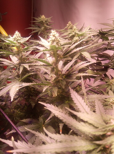 IMG_20220723_181724_2