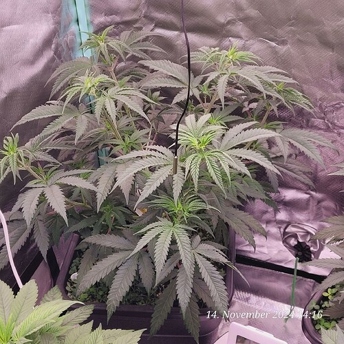 Tag 43 Nr 1, Wachstum Tag 25