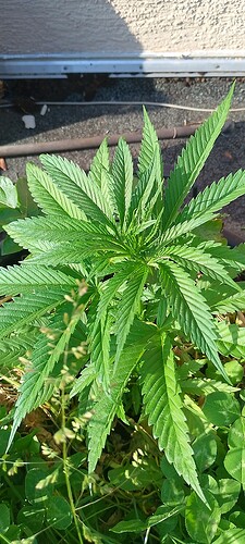 IMG_20250613_185100