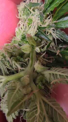 Klon 4 auch hier überall unter den Blüten