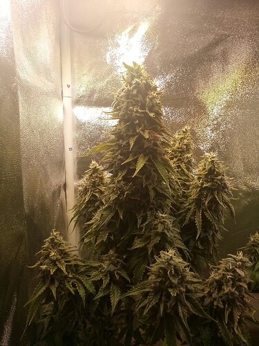 IMG_20240809_135953_798