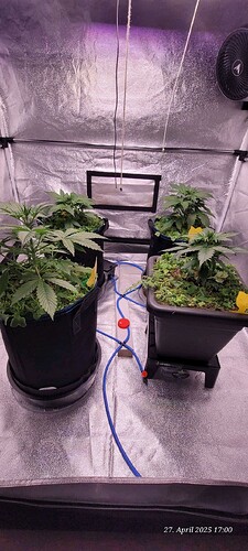 Tag 28 Wachstum Tag 10 und jeden Tag etwas mehr 27.4.25