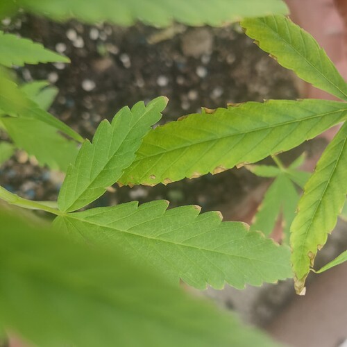 16922724918964983101017454142021