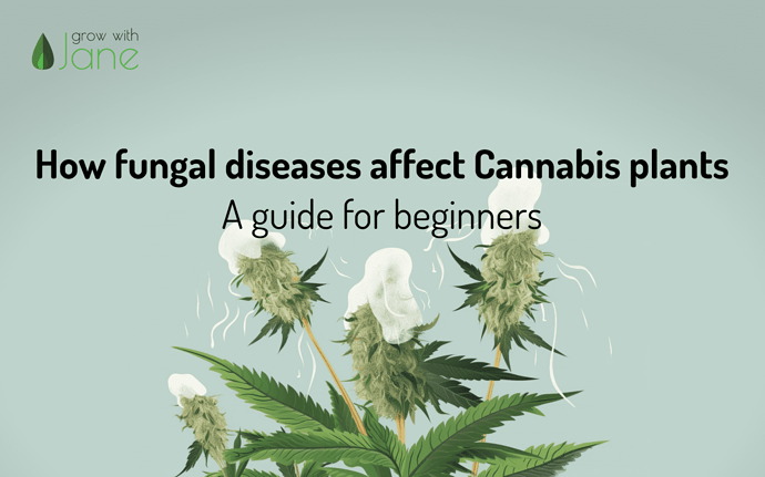 blog-fungus-beginners-en3