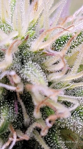 Tag 62 B.G. 1 hat noch einige Zeit zum reifen