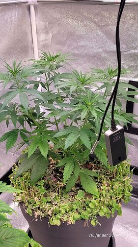 Tag 37 C.OG Wachstum Tag 19 am 10.1.26