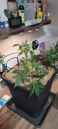 Tag 41 da war wohl von jedem etwas dabei , Toppen , s. cropping , Entlaubung , mal gespannt wie es weiter geht