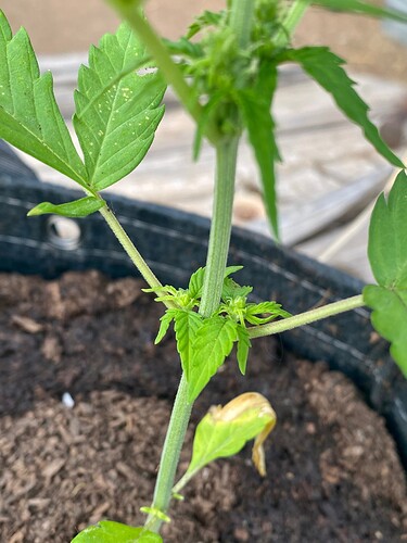 tempImageaufpIb