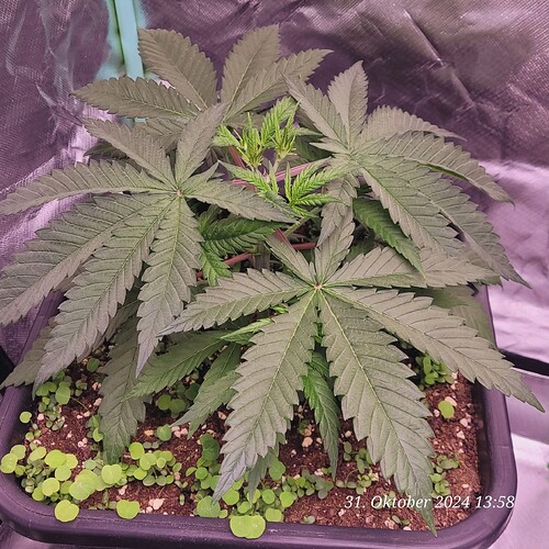 Tag 29 Nr 1, Wachstum Tag 11 am 31.10.24