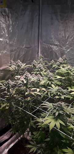 IMG-20230303-WA0013