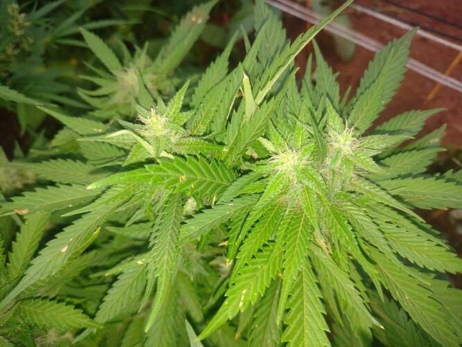 IMG_20251009_180544779