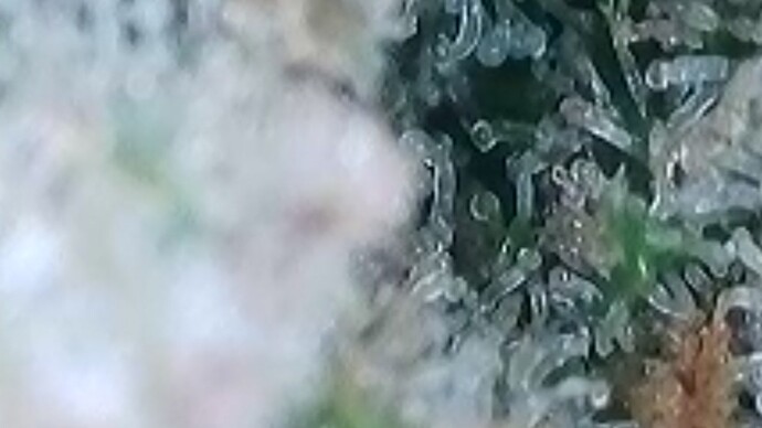 Tag 103 Trichome 2
