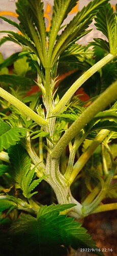 IMG_20220916_221642_1