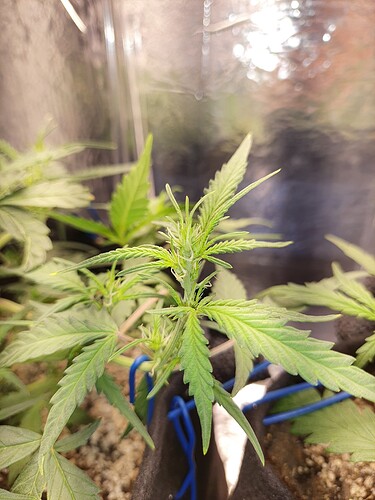 16669843005095293961128281980101