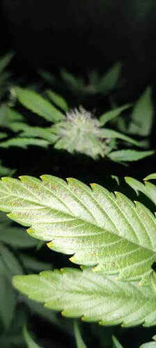 IMG_20240519_130201
