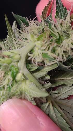 Klon 4 in der Samen Produktion