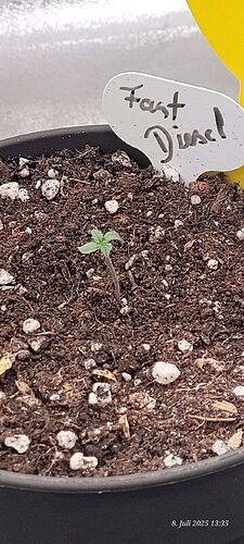 Tag 7 und Gestern war sie dann auch da und heute Tag 2 Sämling 8.7.25